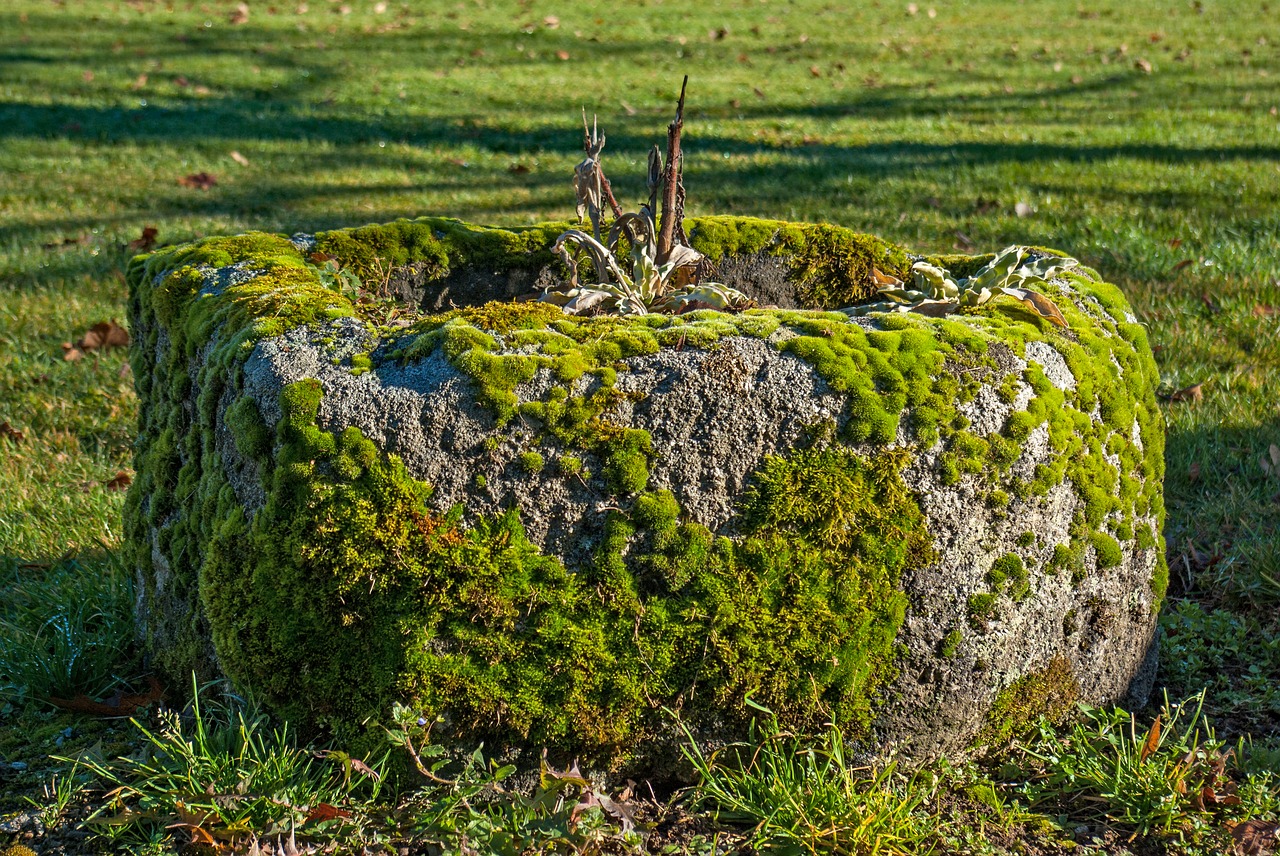 Image - lichen moss stone grass nature