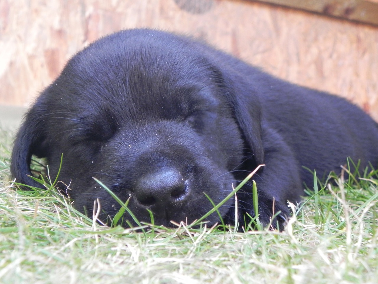 Image - puppy black labrador grass dog