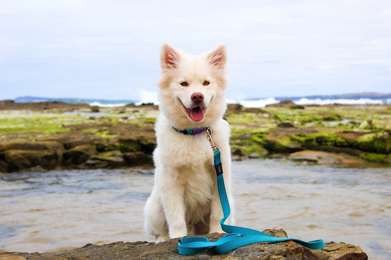 Image - dog puppy beach water cute summer