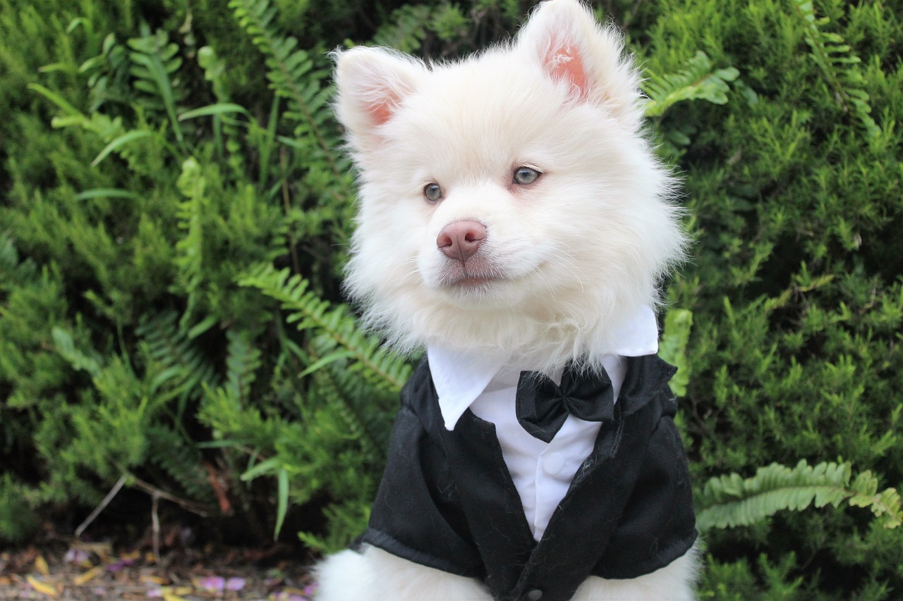 Image - dog puppy tux cute summer cream