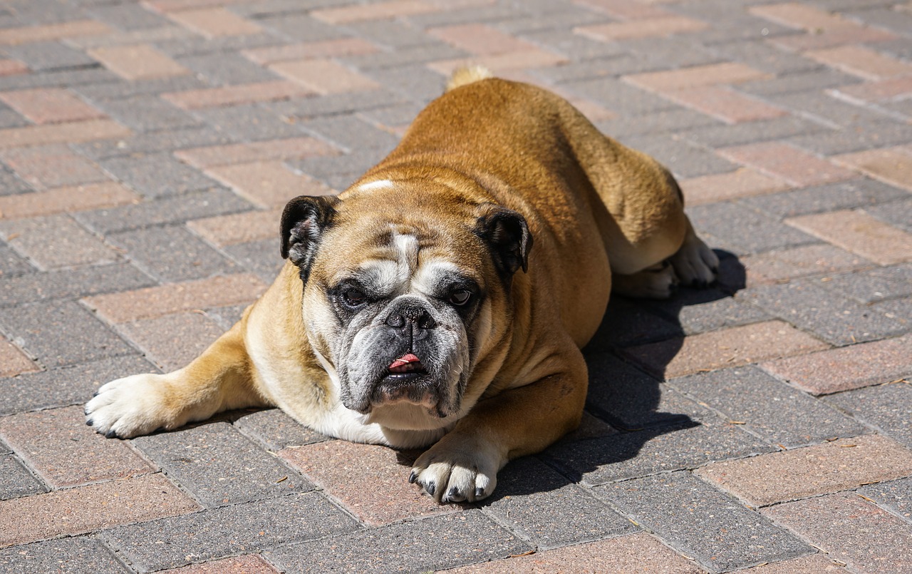 Image - bulldog canine pet animal purebred