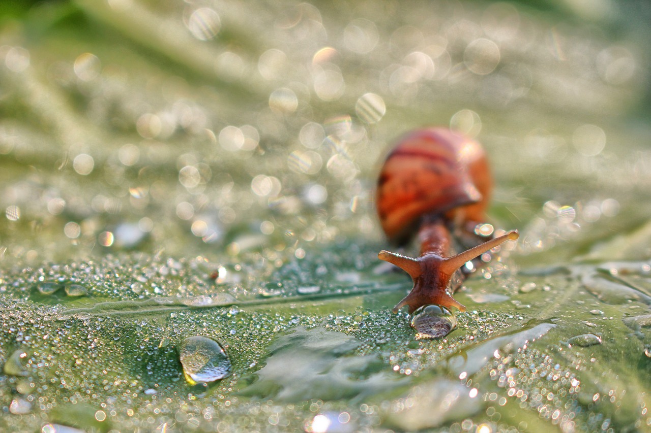 Image - snail dew drops leaf the morning