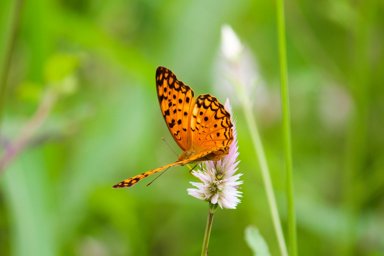 Image - butterfly caterpillar nature animal