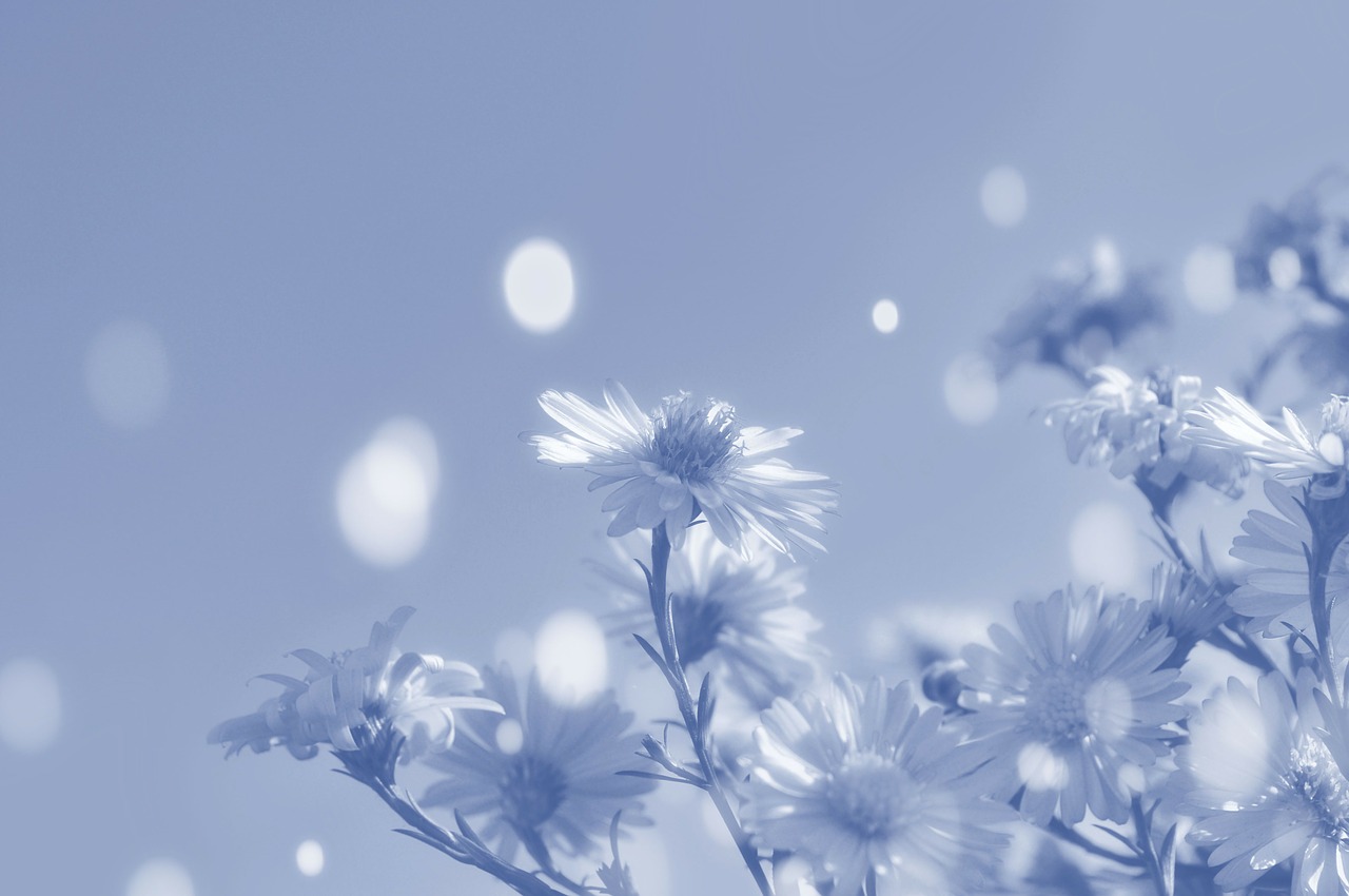Image - floral plant natural blossom bloom