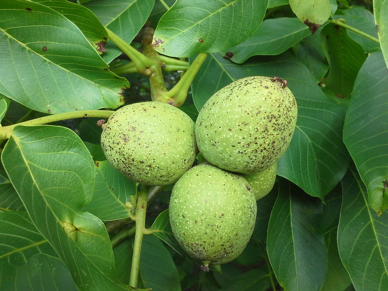 Image - walnut tree fruits juglans regia