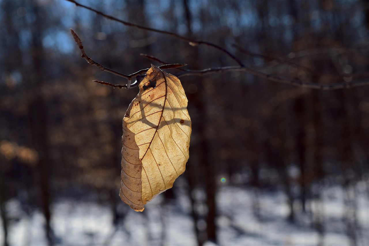 Image - leaf shadow woods light nature