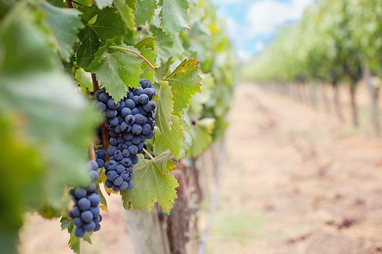 Image - grapes wine grapes purple grapes