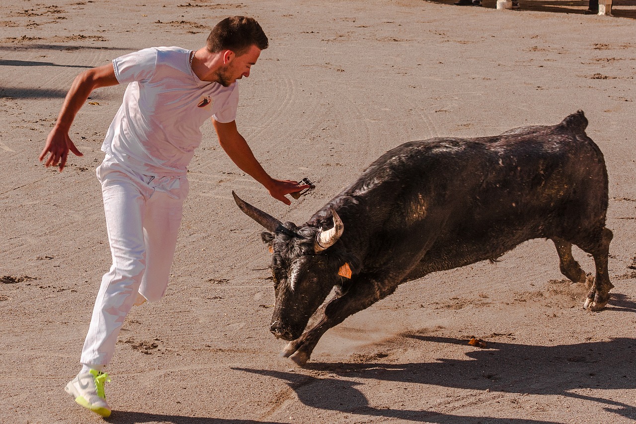 Image - bull bull races cowhide raseteur