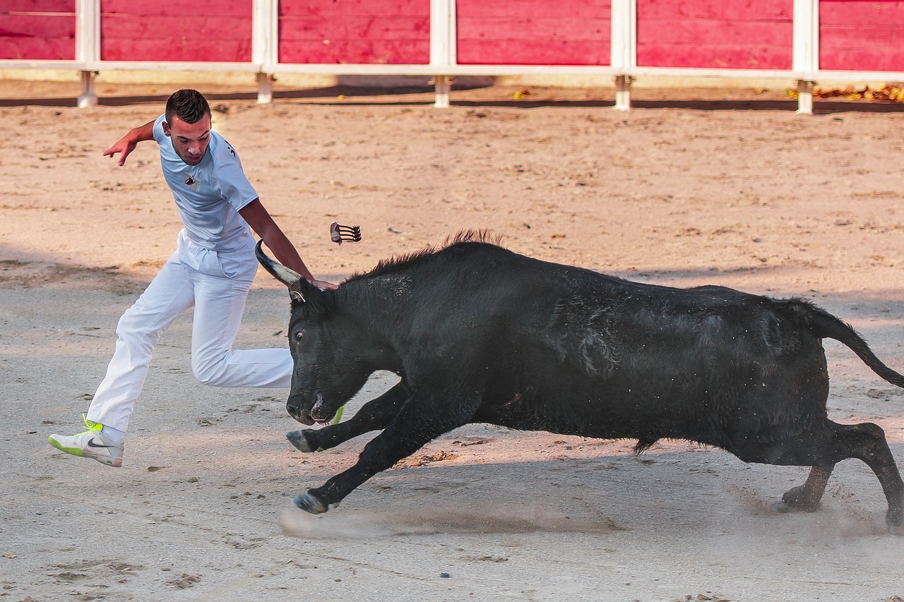 Image - raseteur camargue race bull black