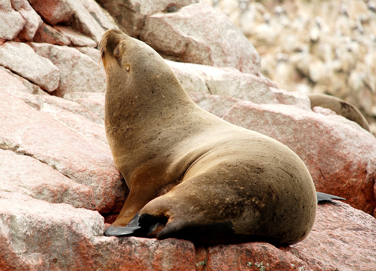 Image - paracas ballestas islands