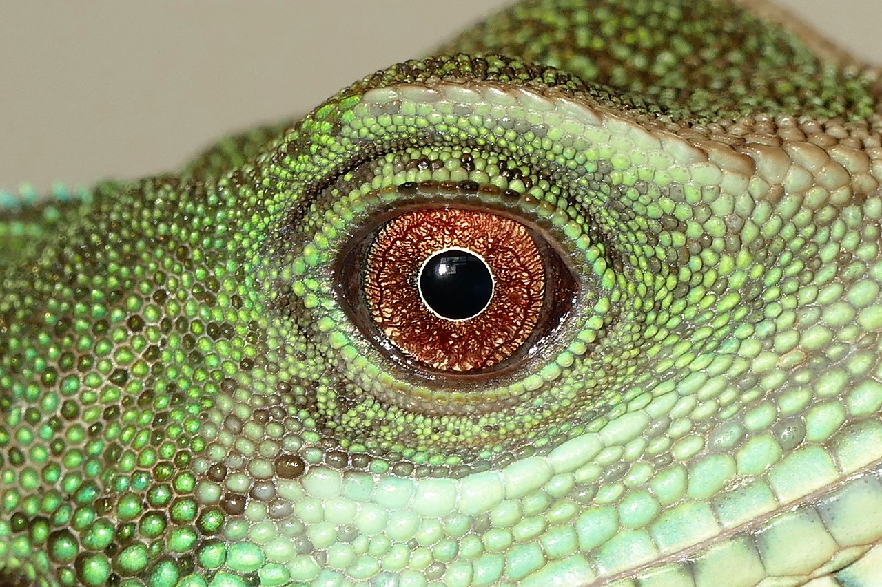 Image - chinese water dragon reptiles lizard