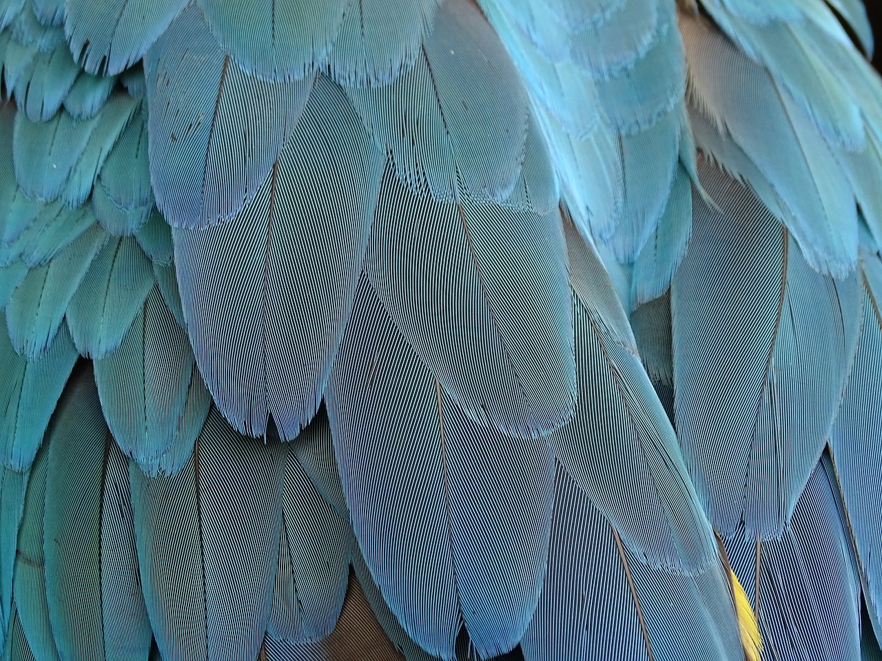 Image - feather plumage blue parrot