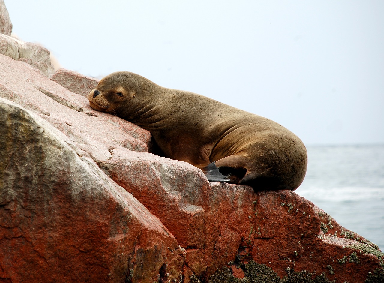 Image - paracas peru ballestas islands sea