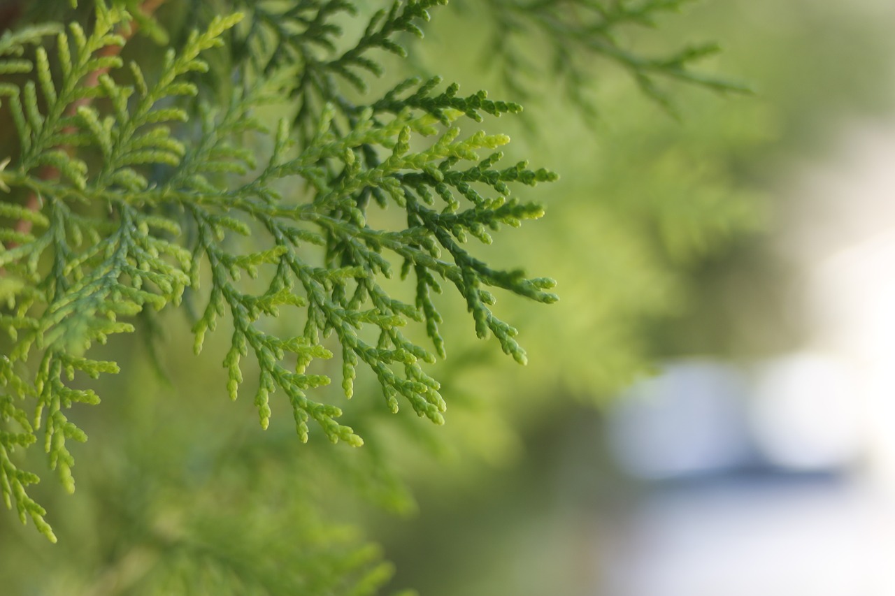 Image - thuja conifer trees evergreen