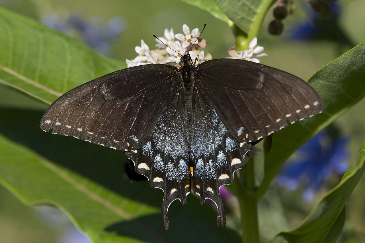 Image - butterfly eastern tiger swallowtail