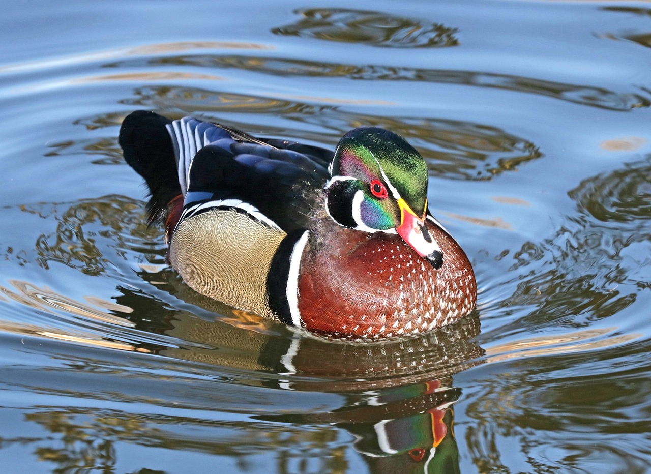 Image - wood duck swimming macro bird