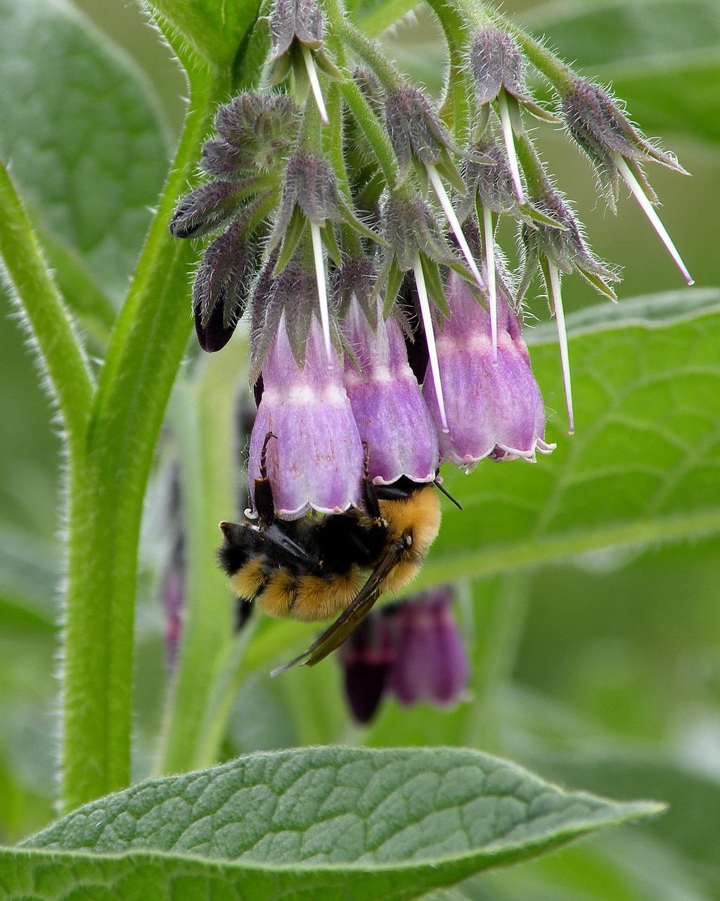 Image - bumble bee bee flower purple green