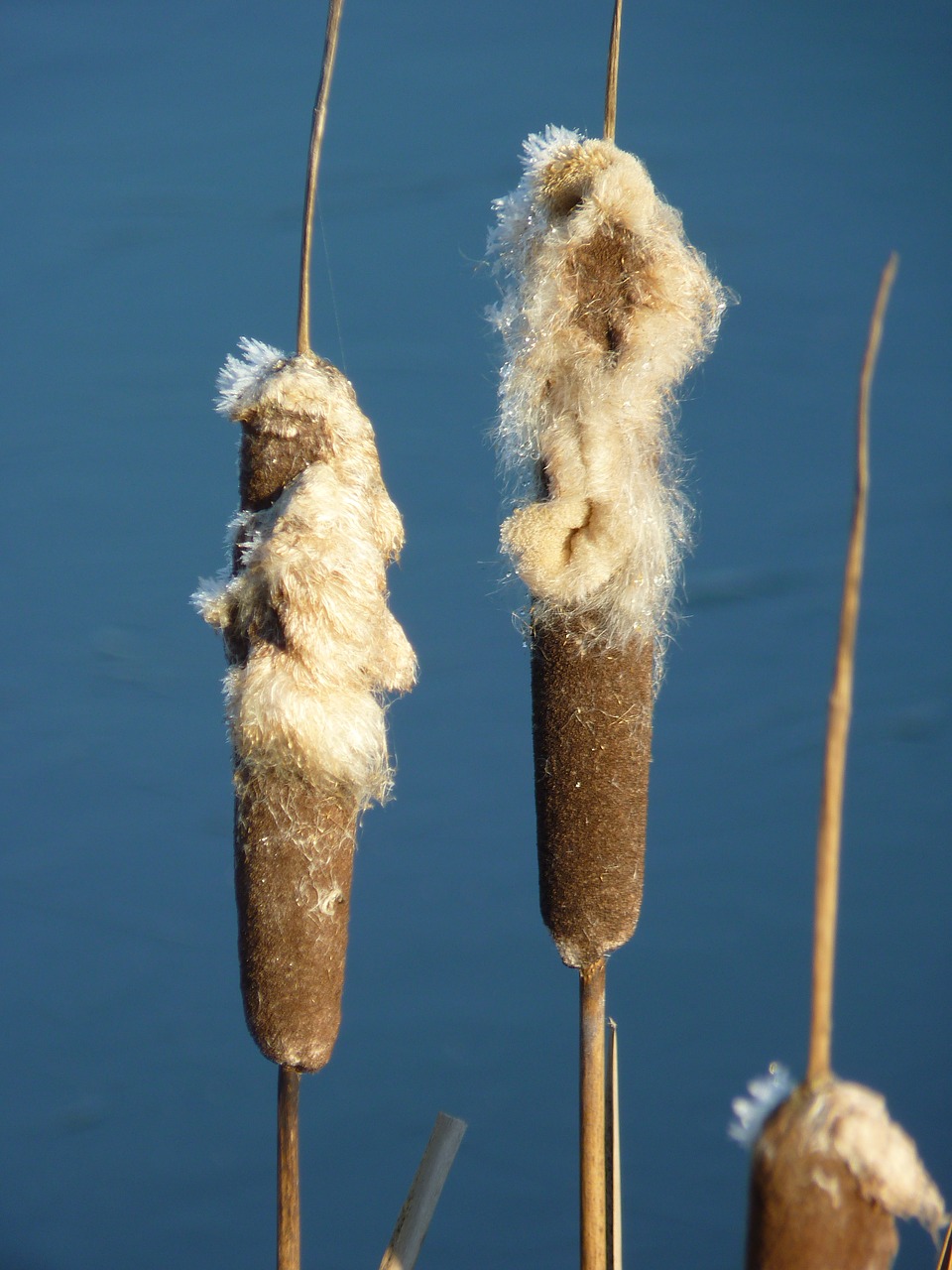 Image - winter bank reed piston reed lake