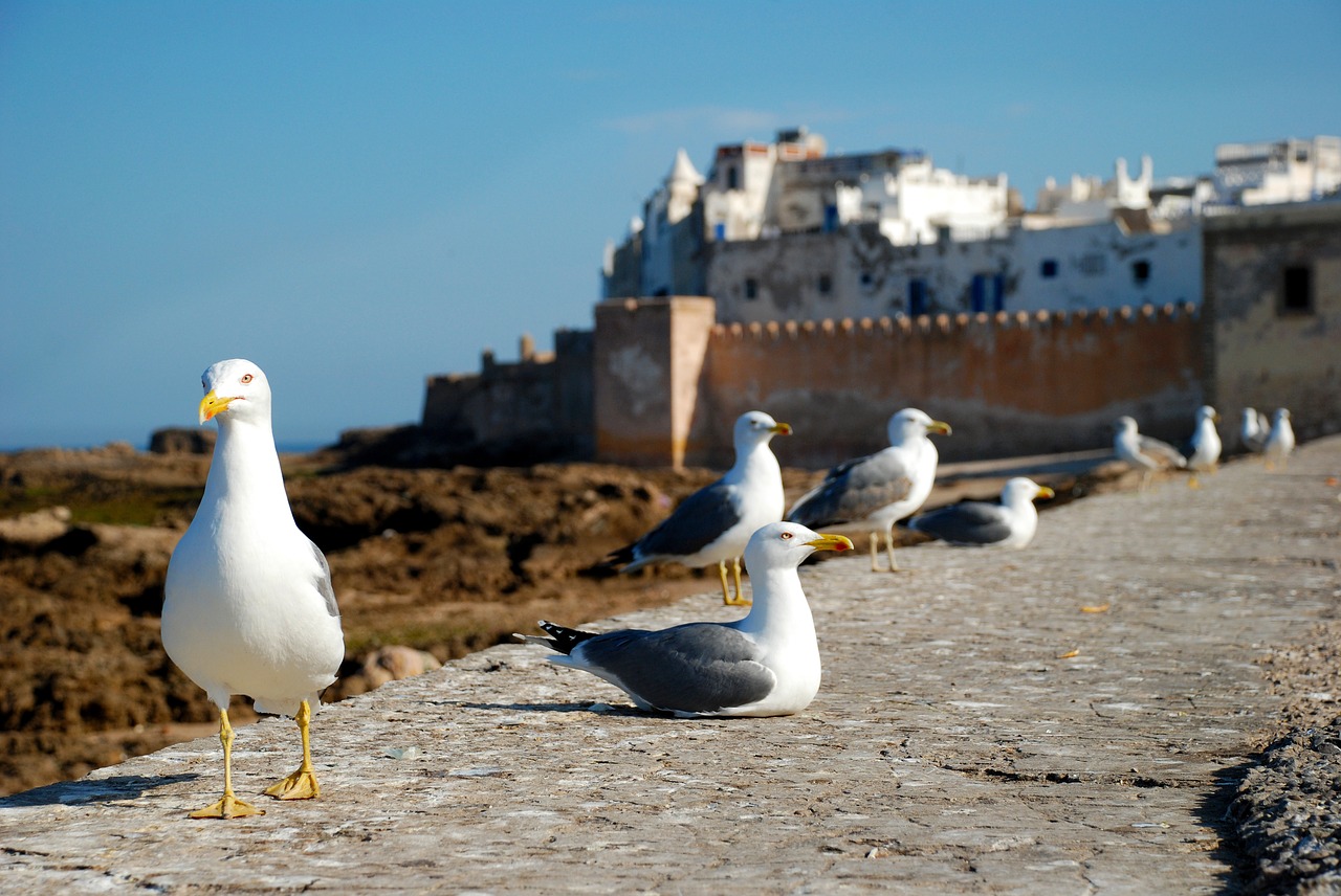 Image - essaouira morocco africa costa sea