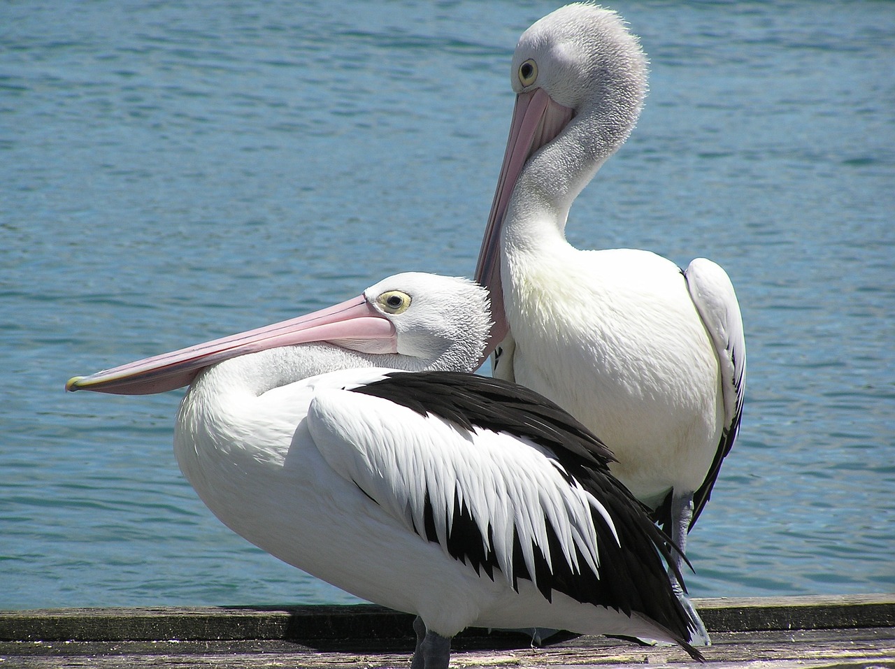 Image - water holiday sea pier pelican