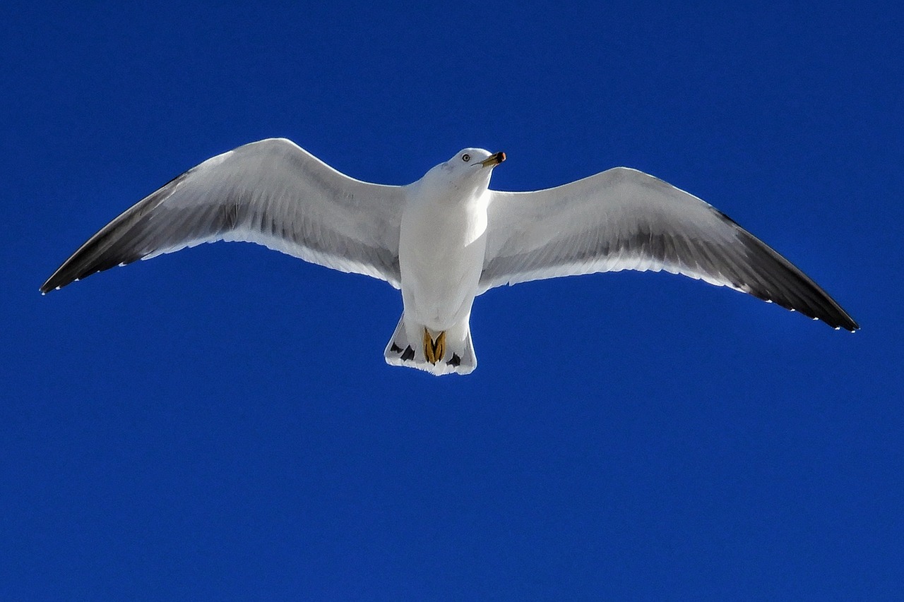 Image - animal sky seagull seabird