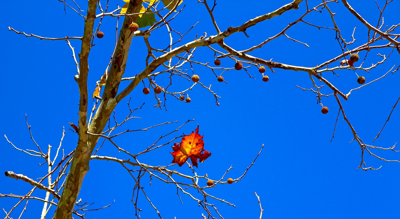 Image - american sycamore banana western