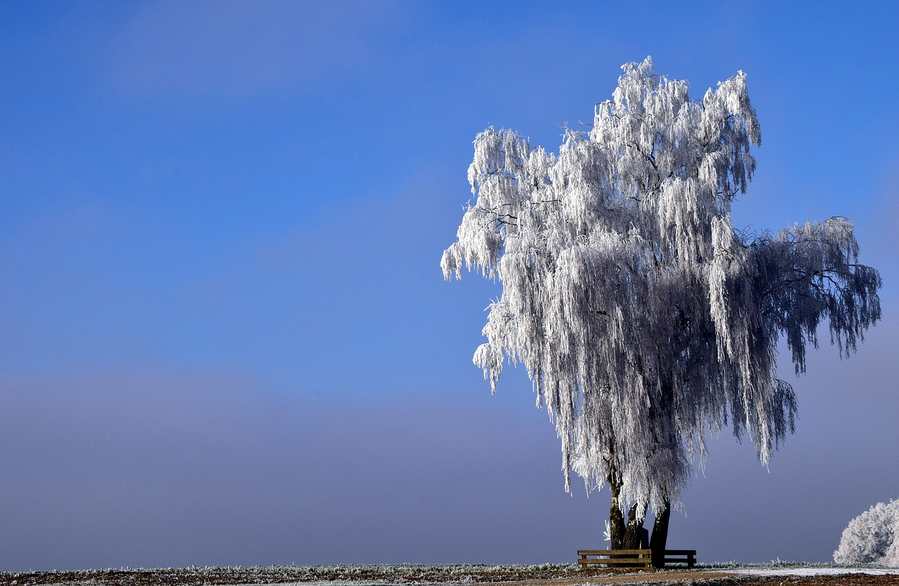 Image - tree winter wintry nature snow