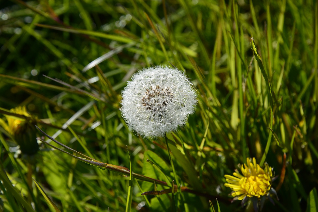 Image - dandelion lint nature white seeds