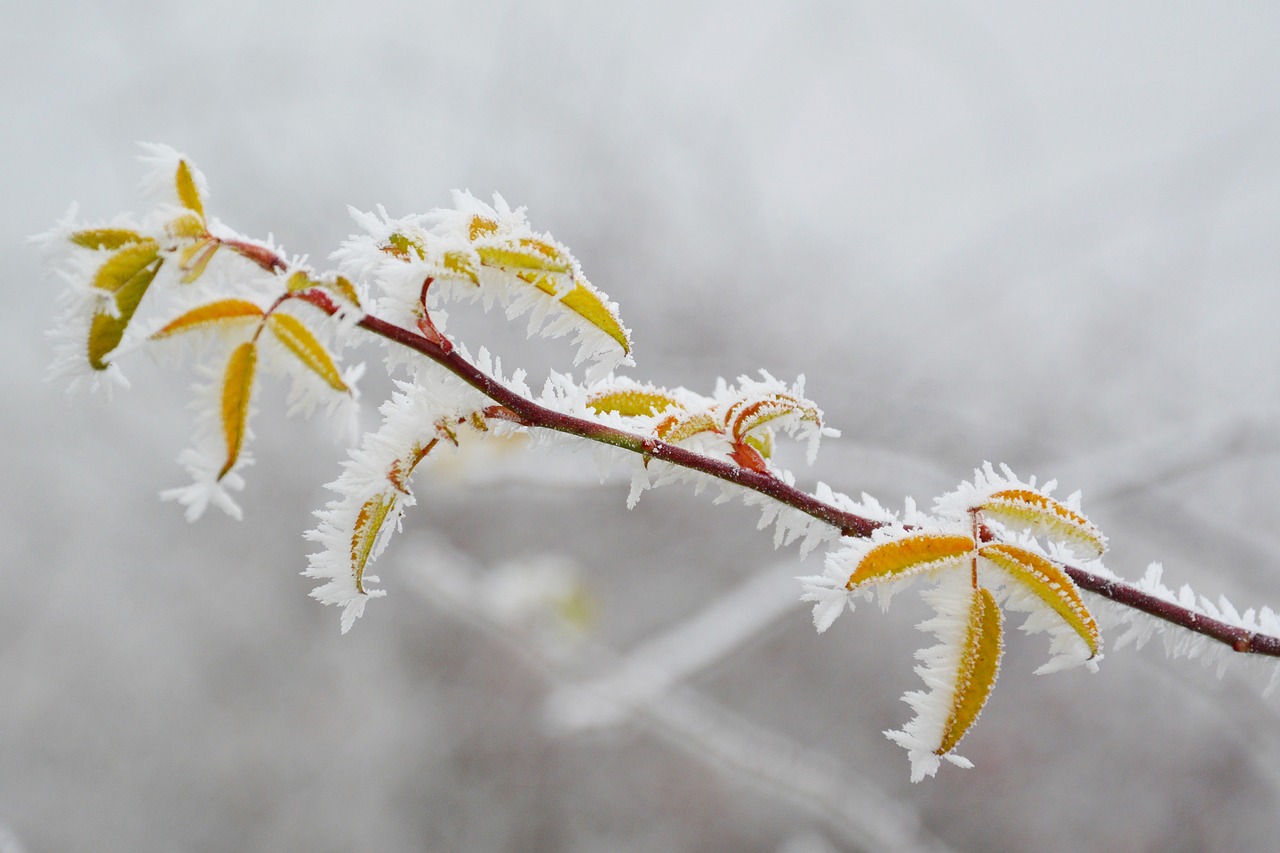 Image - rime frost hoary winter cold ice