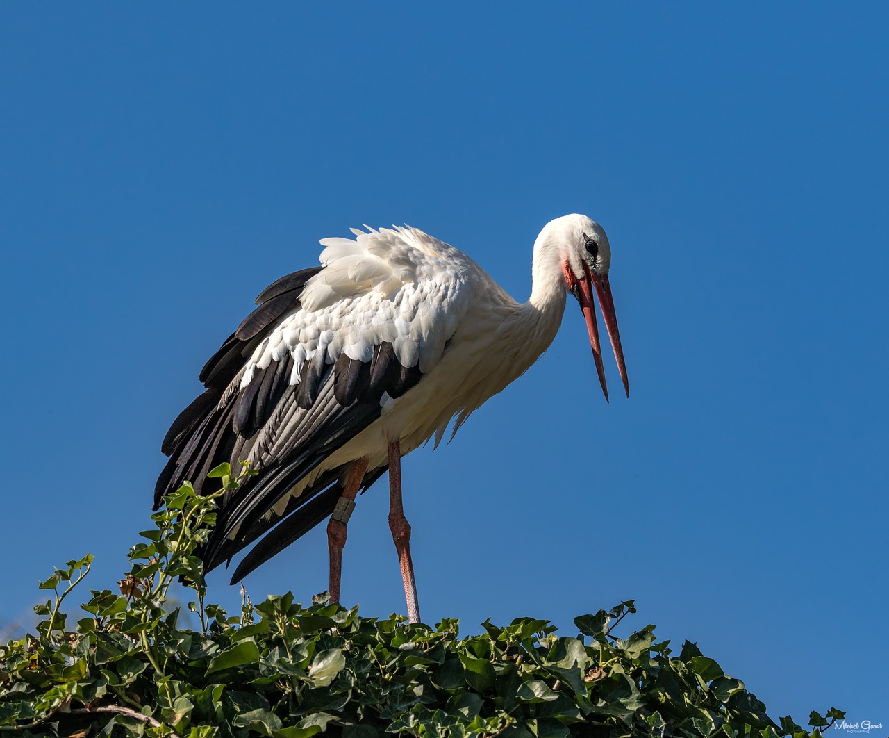 Image - nature stork birds nest alsace