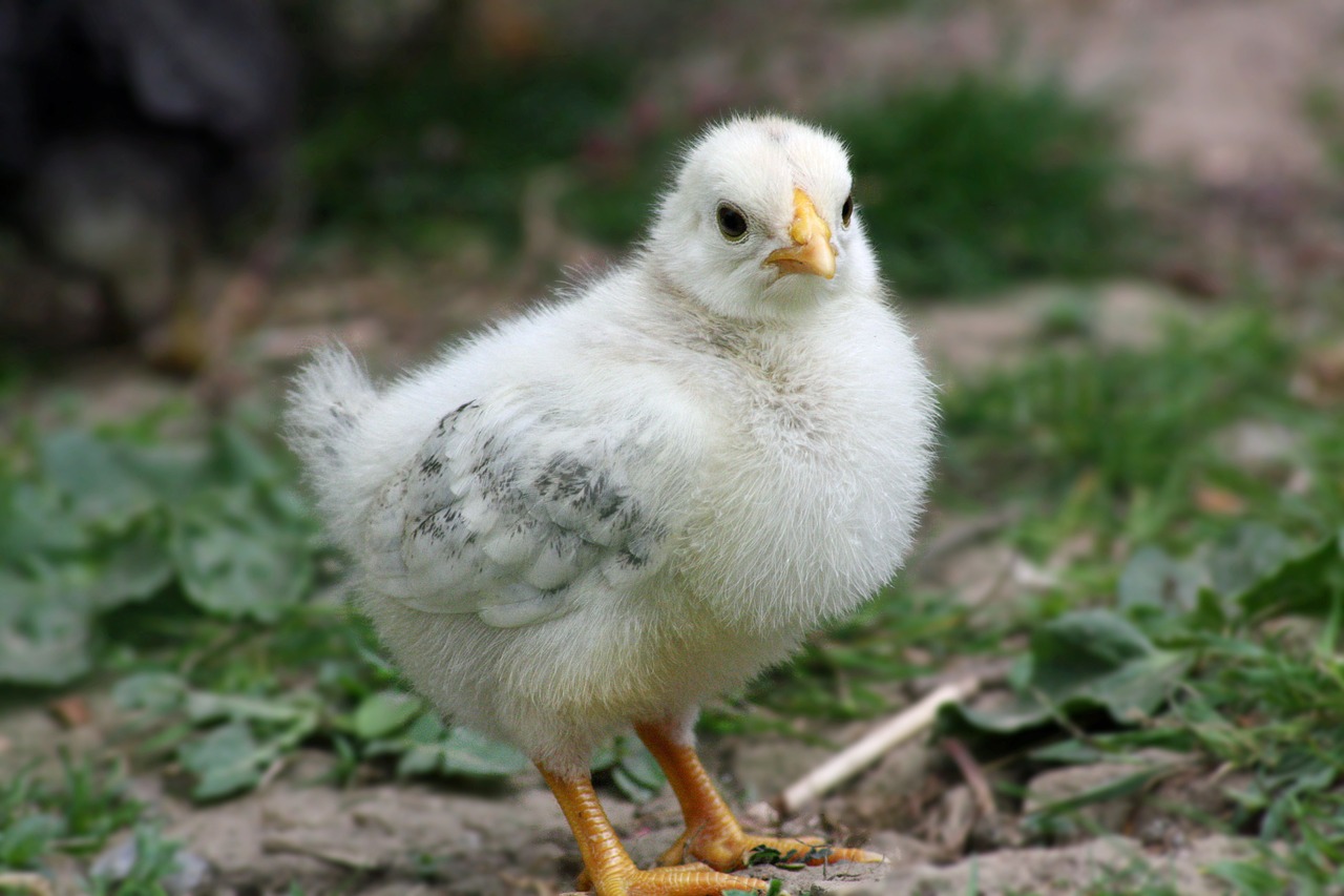 Image - chicks easter chicken cute hahn