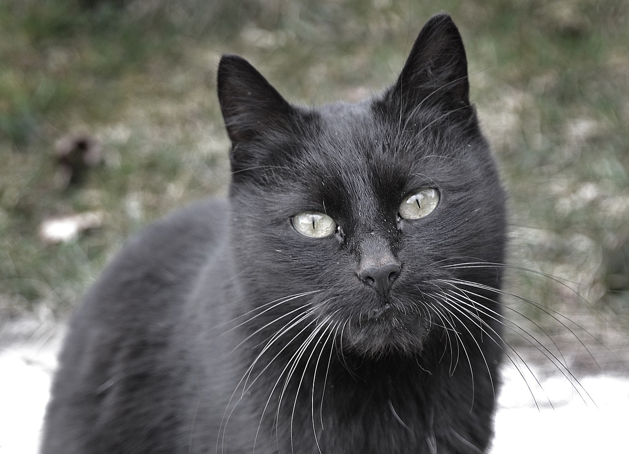 Image - cat black view curious eyes