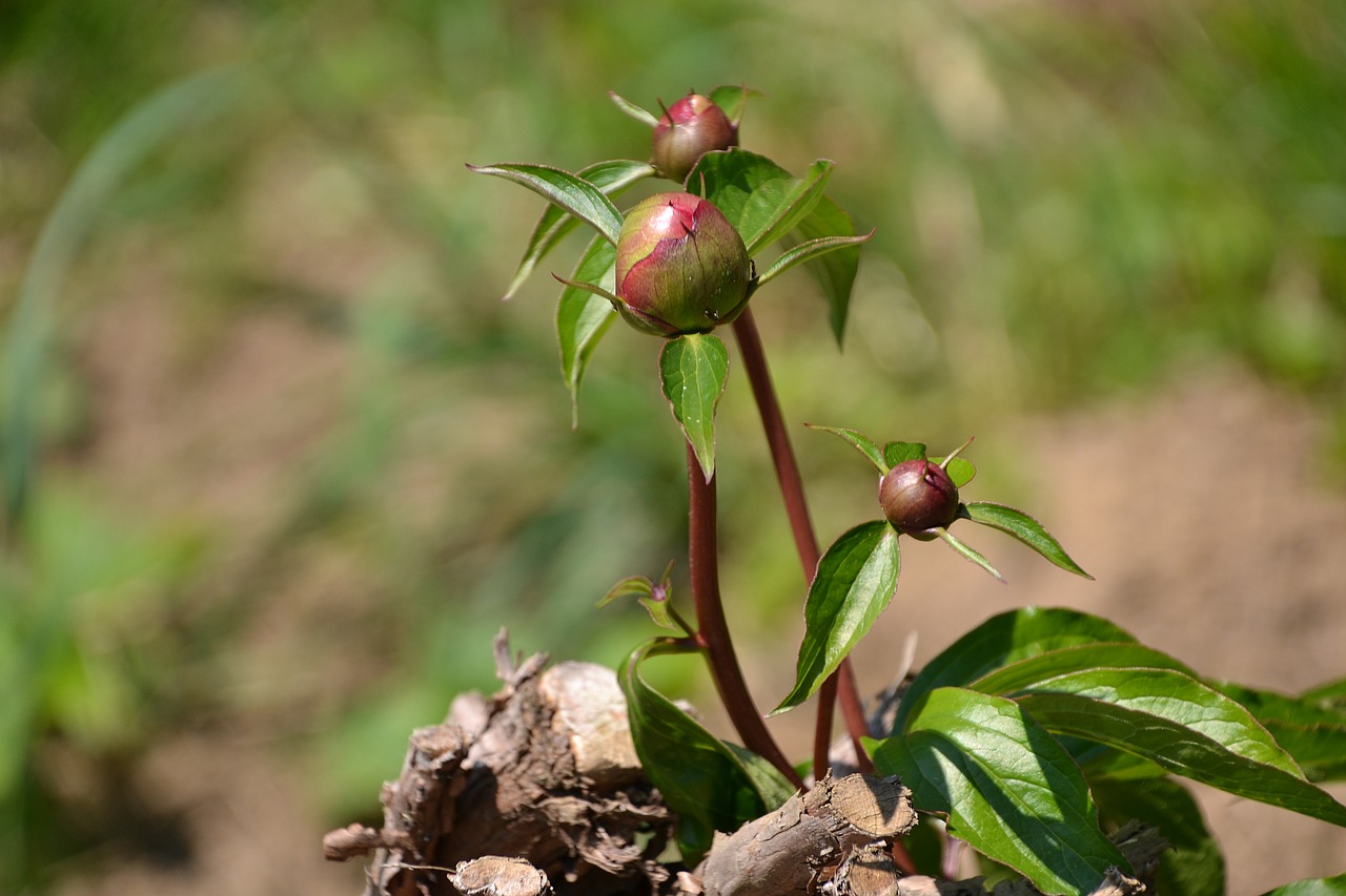 Image - peony plant bud closed leaves