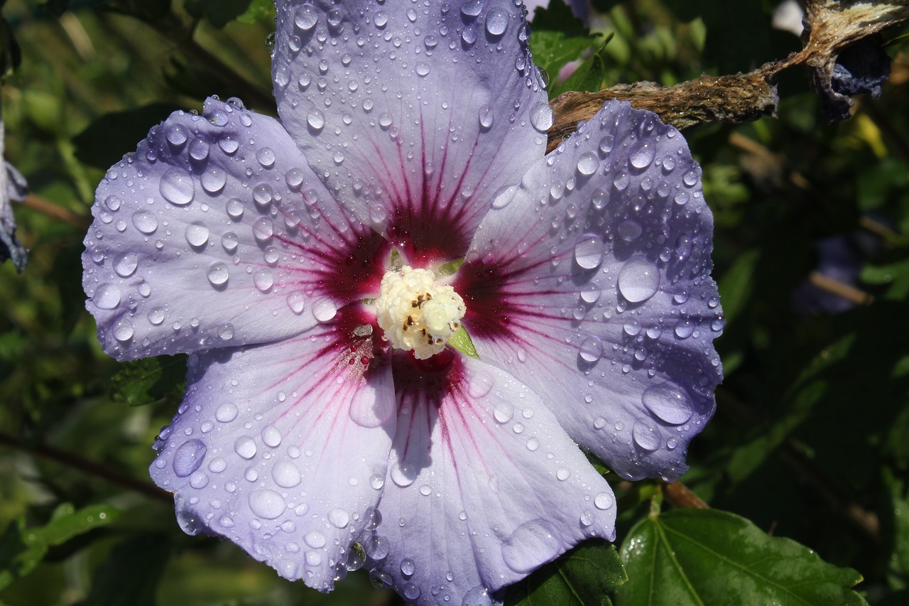 Image - mallow flower hibiscus petals