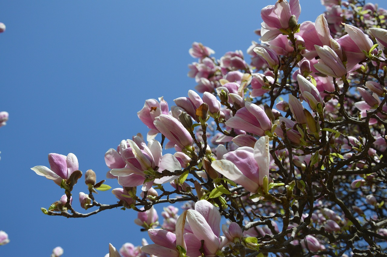 Image - spring tulip tree flower bloom