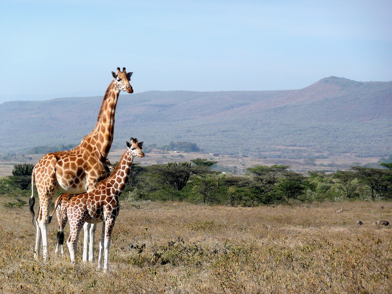 Image - giraffe kenya kigio africa animal