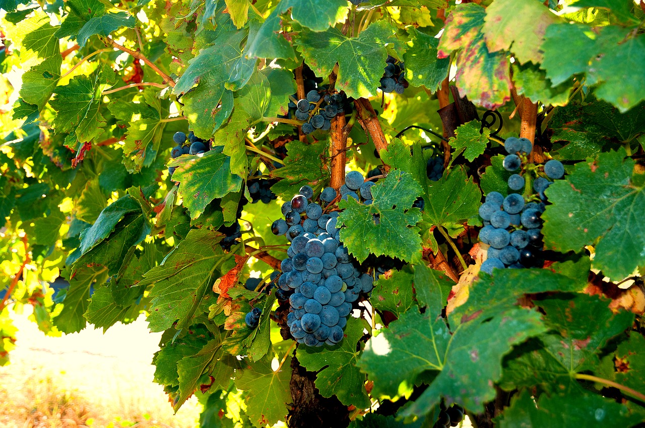 Image - vines grapes cluster harvest