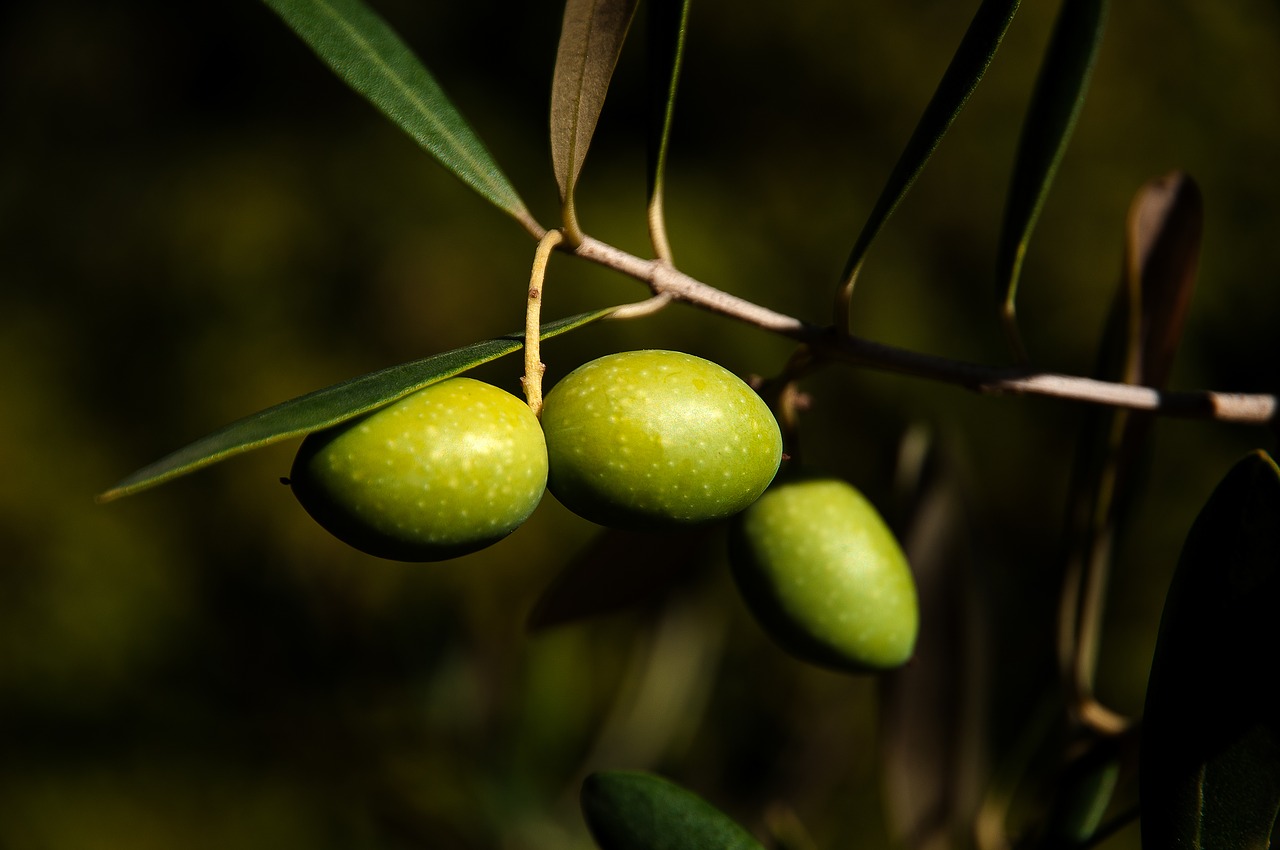 Image - olives olivier close up agriculture