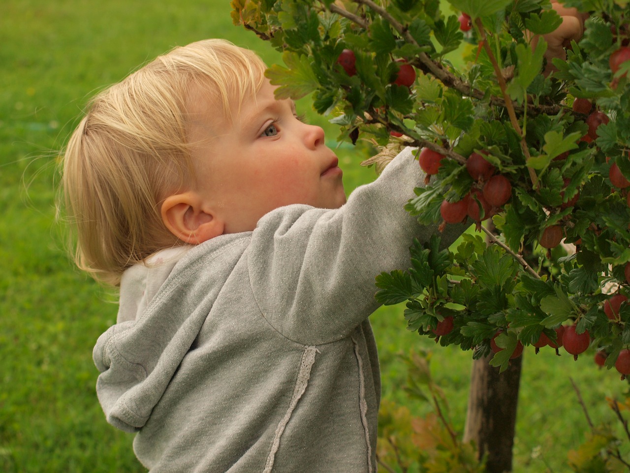 Image - little girl berries summer bush