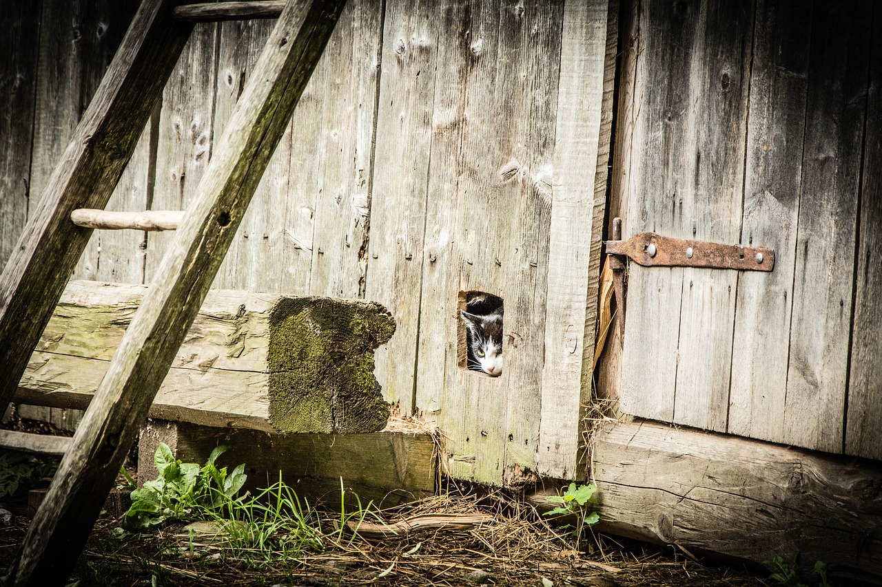 Image - cat hidden cat wooden barn ladder