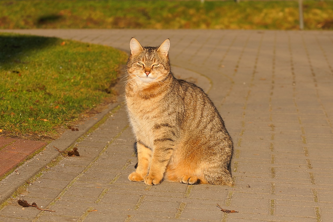 Image - cat female domestic cat cat face