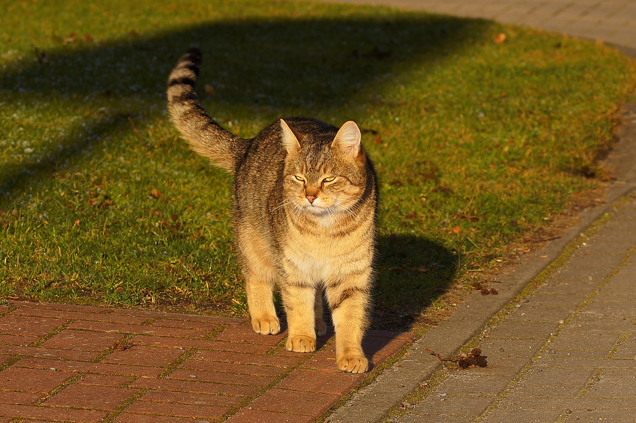 Image - cat female domestic cat cat face