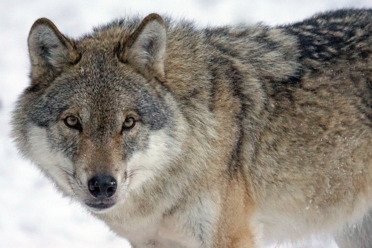 Image - wolf predator carnivores