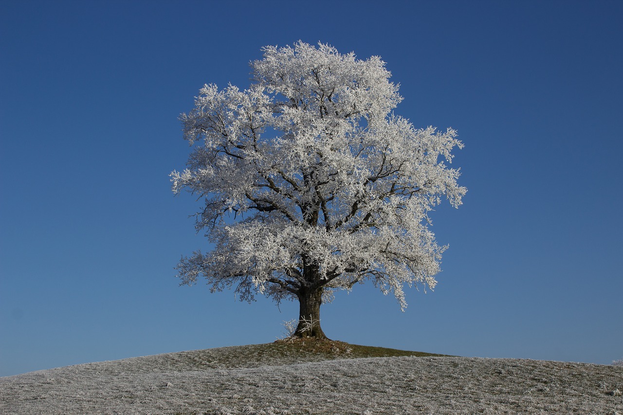 Image - hoarfrost winter tree frost nature