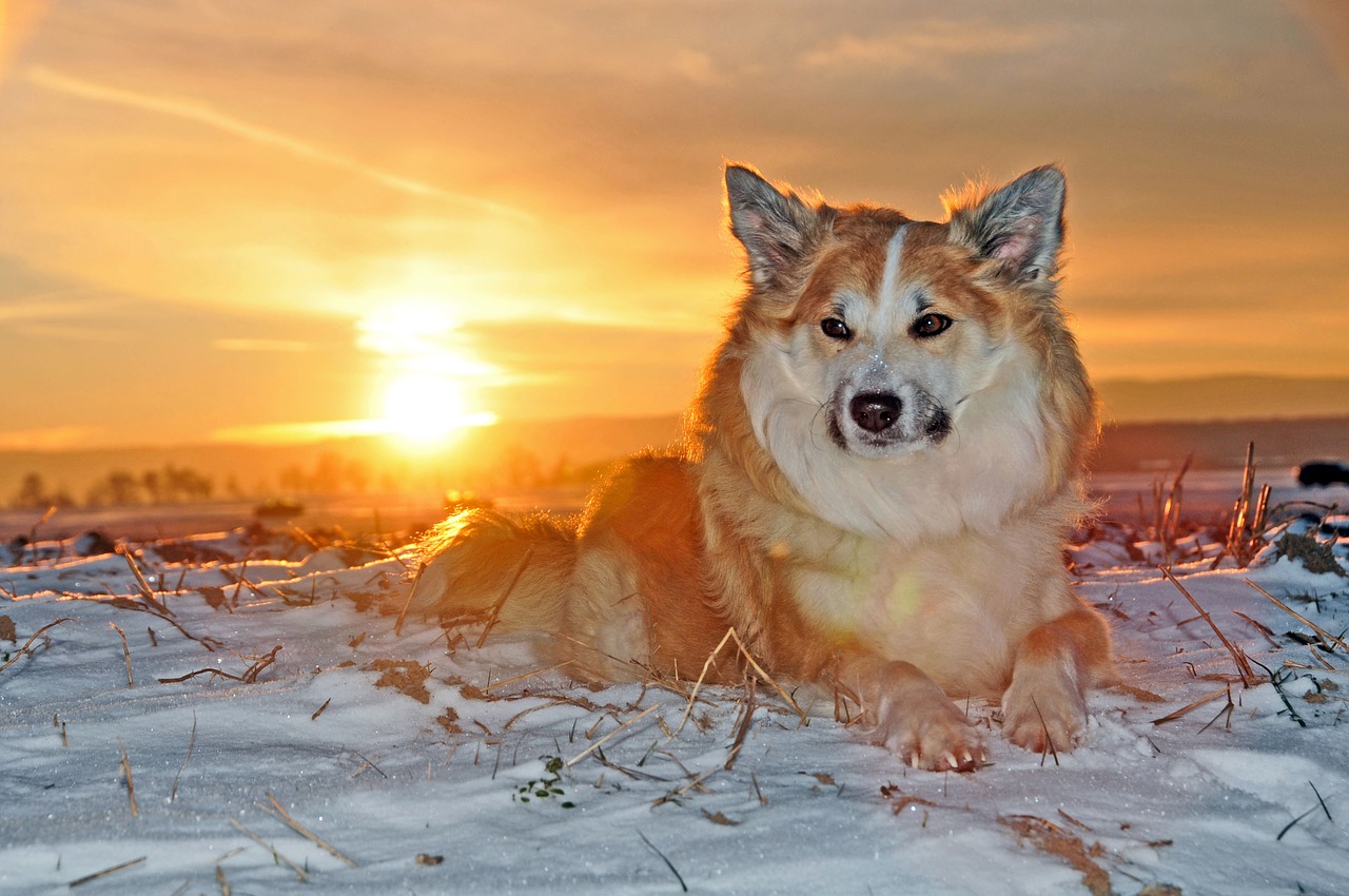 Image - iceland dog dog winter cold fur