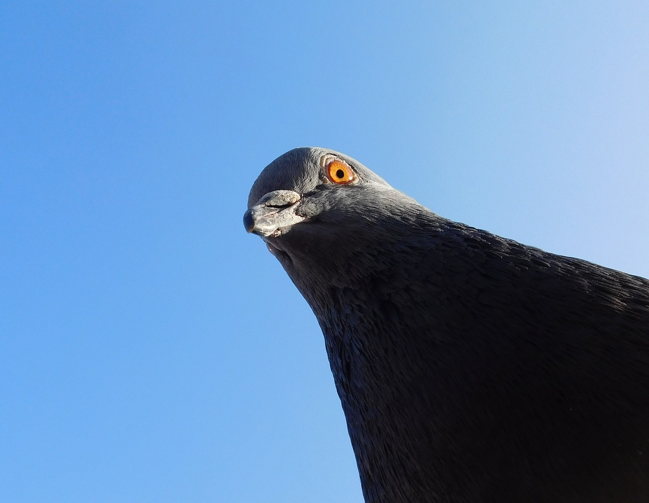Image - dove bird head bird animal