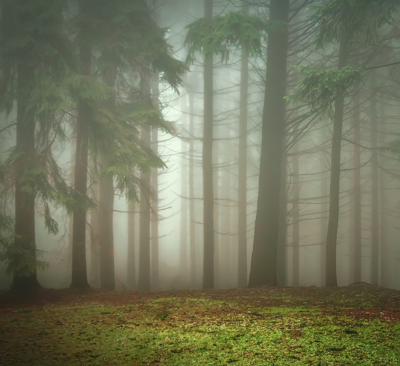 Image - forest trees green the fog nature