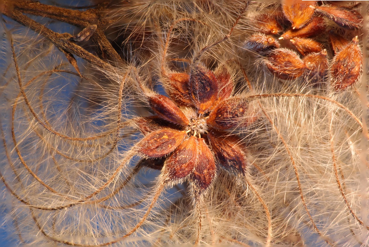 Image - clematis vitalba clematis seeds was