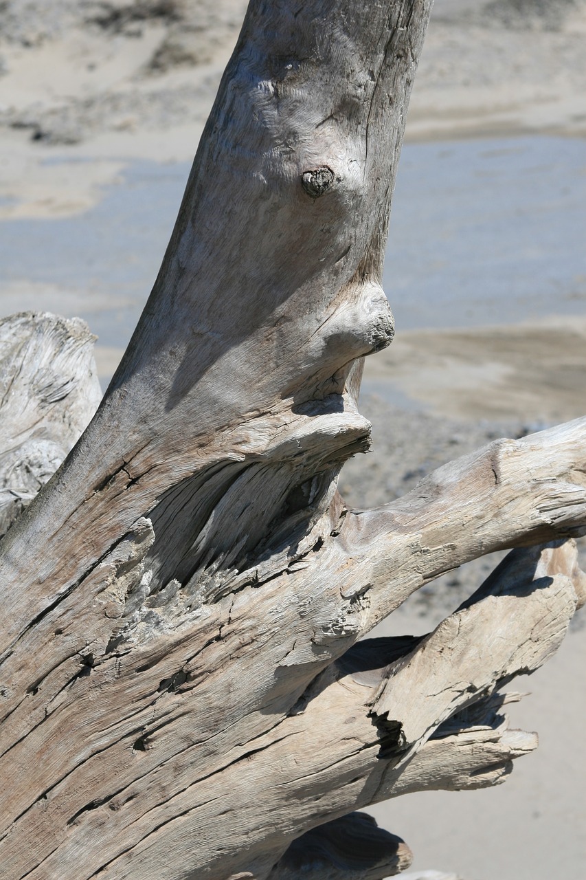 Image - trunk tree beach driftwood