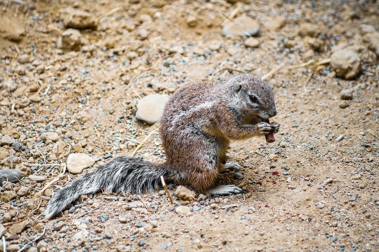 Image - croissant zoo cute mammal gophers